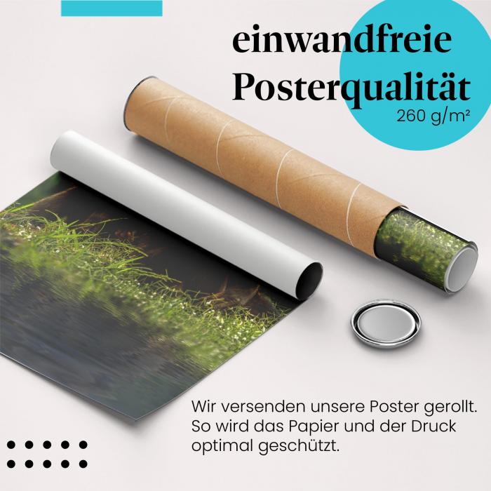 Gerolltes Poster "Schimpansen am Wasser". Besinnliches Tiermotiv mit Spiegelung, hochwertiger Druck.
