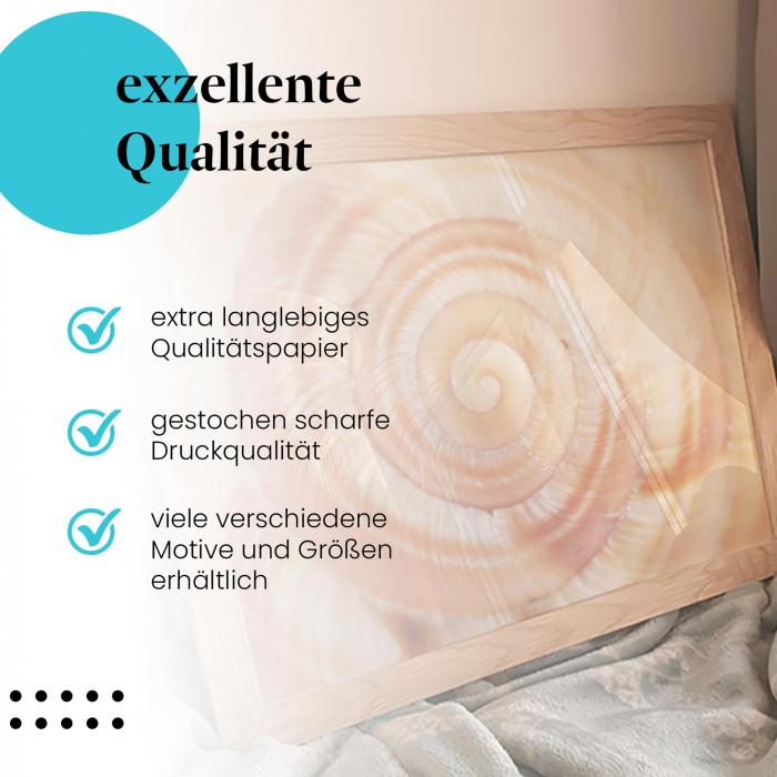 Preview: Spirale des Lebens: Schneckenhaus | Postereck 1229