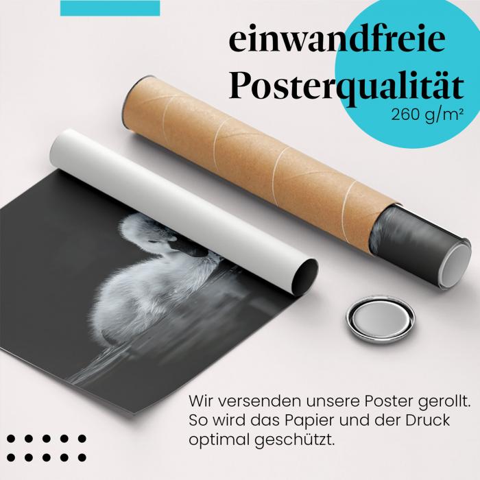 Gerolltes Poster "Schwanenküken" - Tier & Wasser, sicher verpackt.