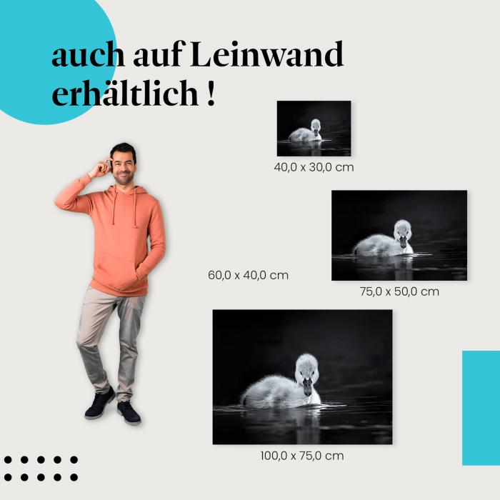 Schwanenküken: Leinwandbild. Schwarz-weiß, Wasser.
