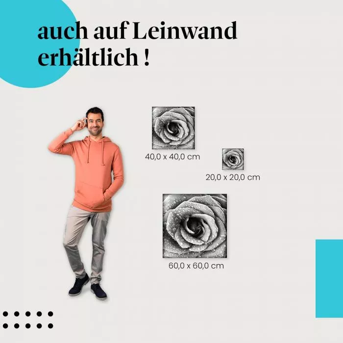 Rose in Schwarz-Weiß | Postereck 2289