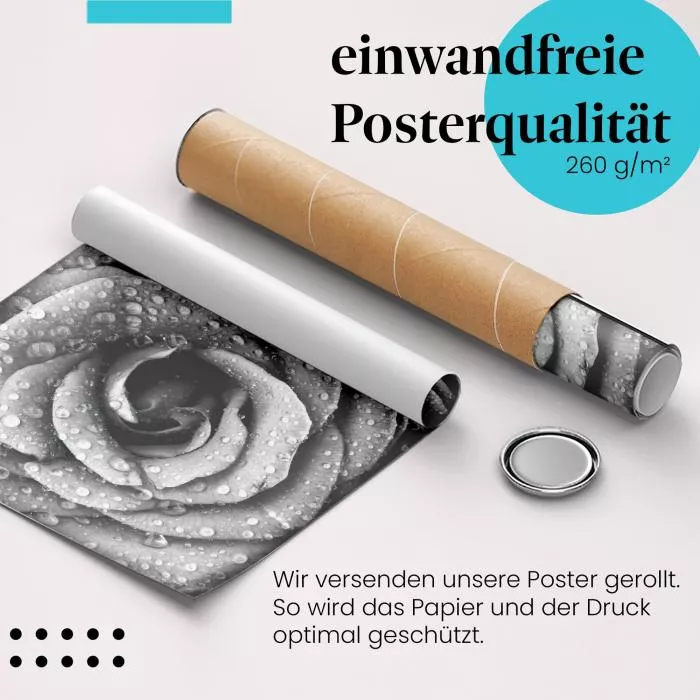 Rose in Schwarz-Weiß | Postereck 2289