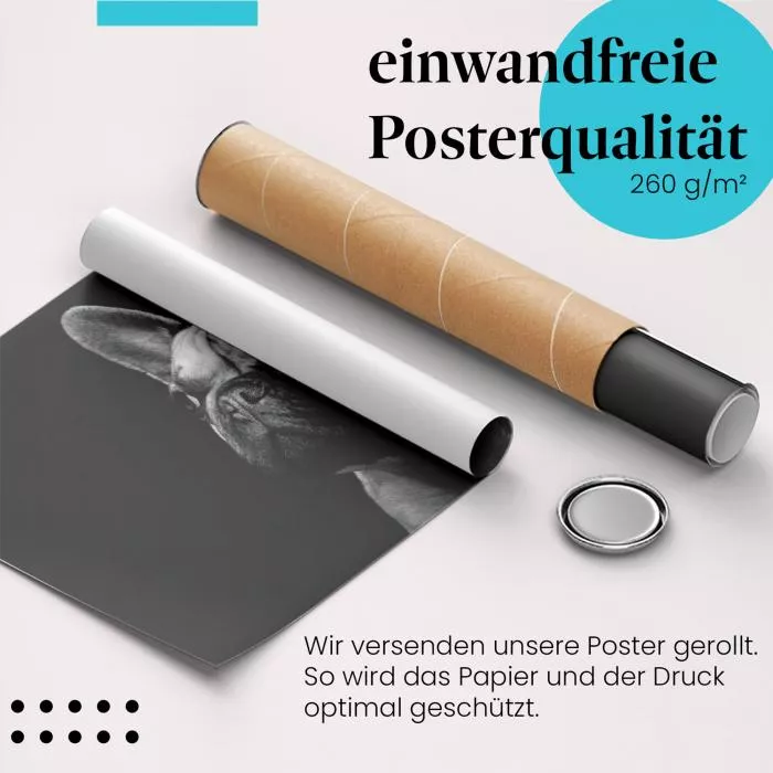 Französische Bulldogge | Postereck 4073