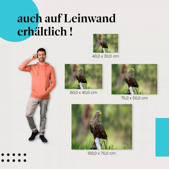 Seeadler | Postereck 3482