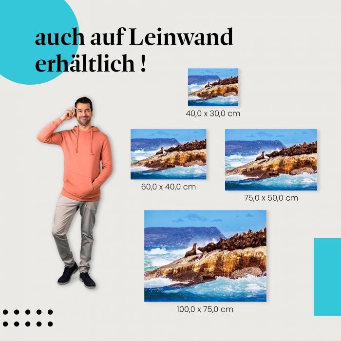 Leinwandbild "Seelöwenkolonie": Natur & Wildlife
