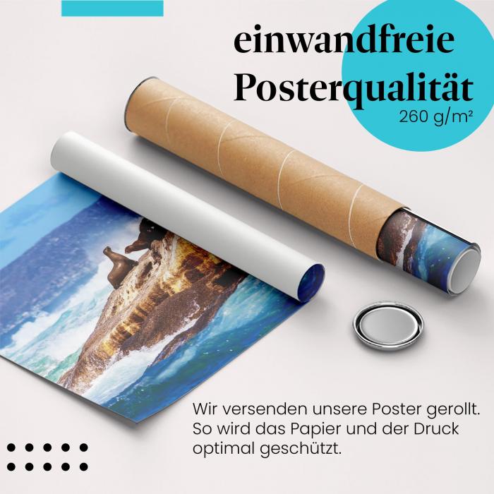 "Seelöwenkolonie": Gerolltes Poster, Felsen, Meer.