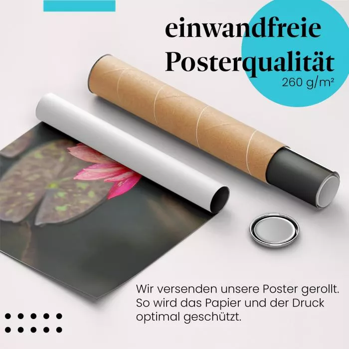 Rosafarbene Seerose | Postereck 2617
