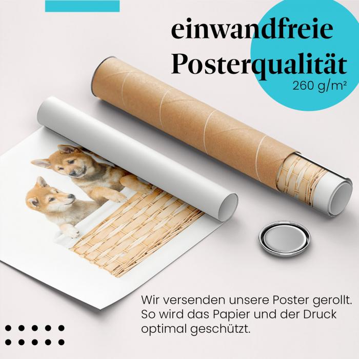 Gerolltes Poster "Shiba Inu Welpen". Hunde & Welpen, sicher verpackt.