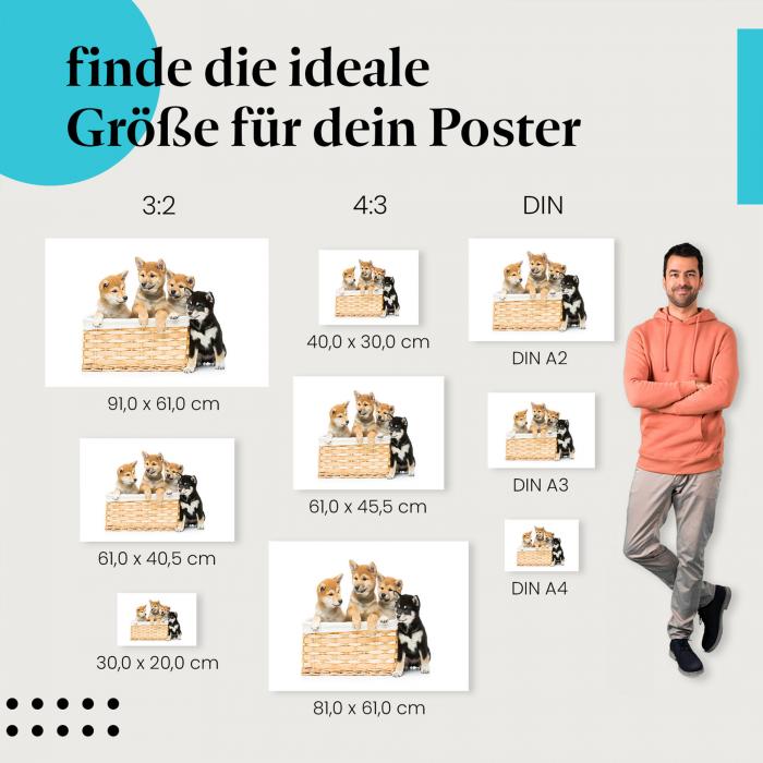 Entdecke Postergrößen für dein Zuhause: Shiba Inu Welpen, Korb, schwarz.