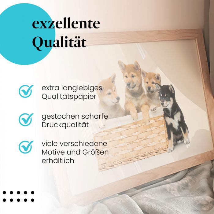 Leinwandbild "Shiba Inu Welpen": Weidenkorb, verschiedene Farben - niedlich & verspielt!