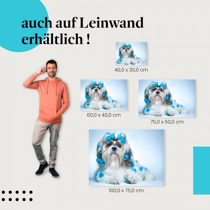 "Shih Tzu mit Lockenwicklern" Leinwandbild. Finde die ideale Größe für dein Zuhause & setze Akzente mit Kunst!