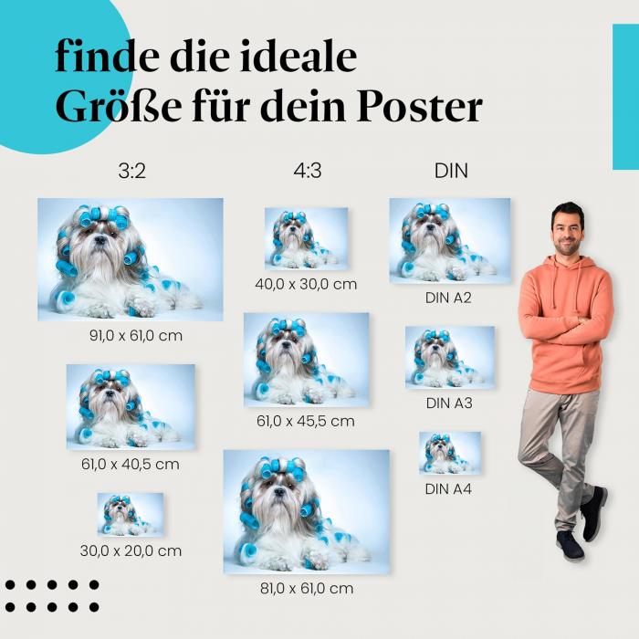 Shih Tzu mit Lockenwicklern Poster: Hunde Poster - jetzt bestellen!
