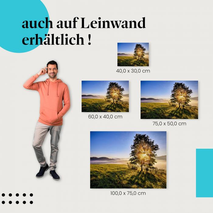 Sonnenlicht: Leinwandbild. Bäume, Äste.