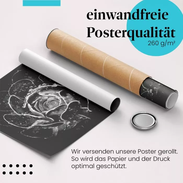 Sukkulente: Schwarz-Weiß Makro | Postereck 1141