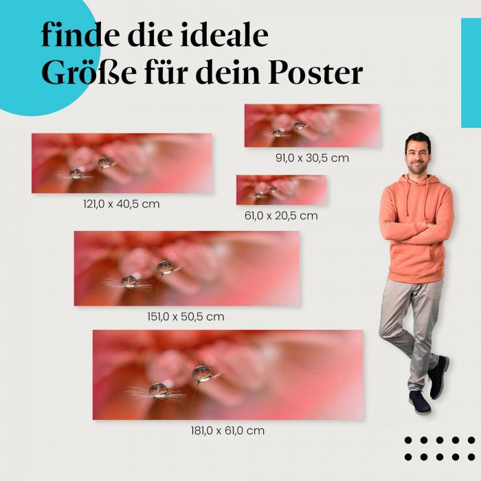 Pusteblumen, Poster: Tautropfen, Sonne, rosa Hintergrund.