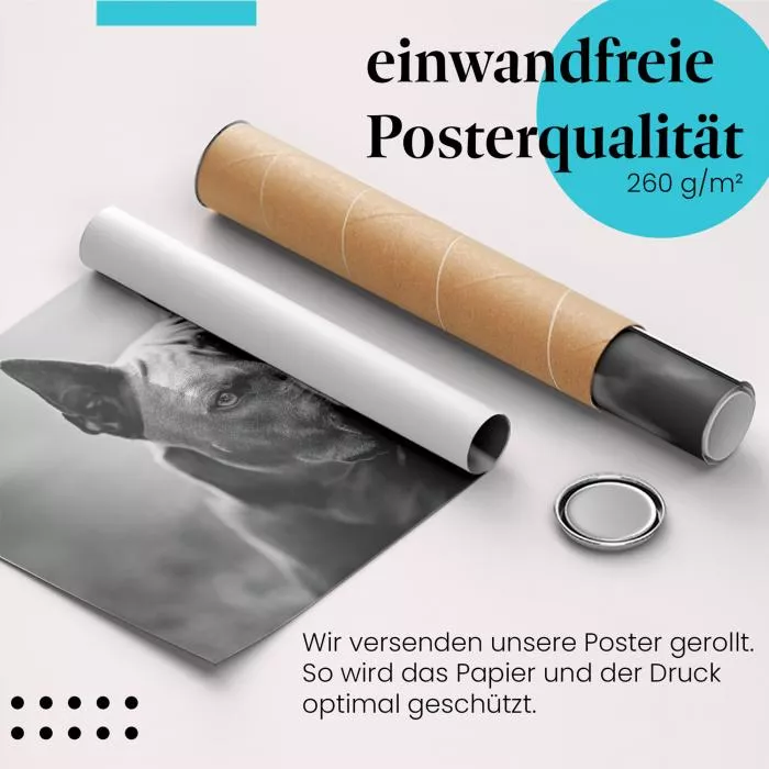 Thai Ridgeback | Postereck 4079