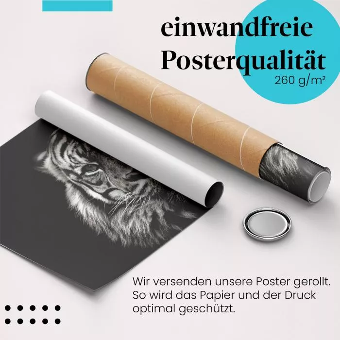 Tigerblick | Postereck 2211