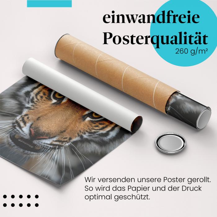 Gerolltes Poster "Tigerportrait". Raubtier, sicher verpackt.