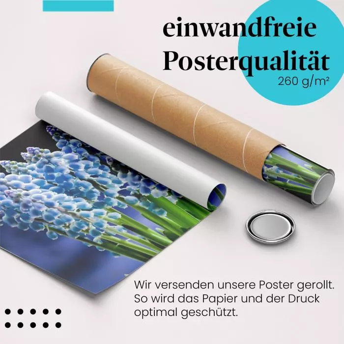 Blaue Traubenhyazinthen | Postereck 2722