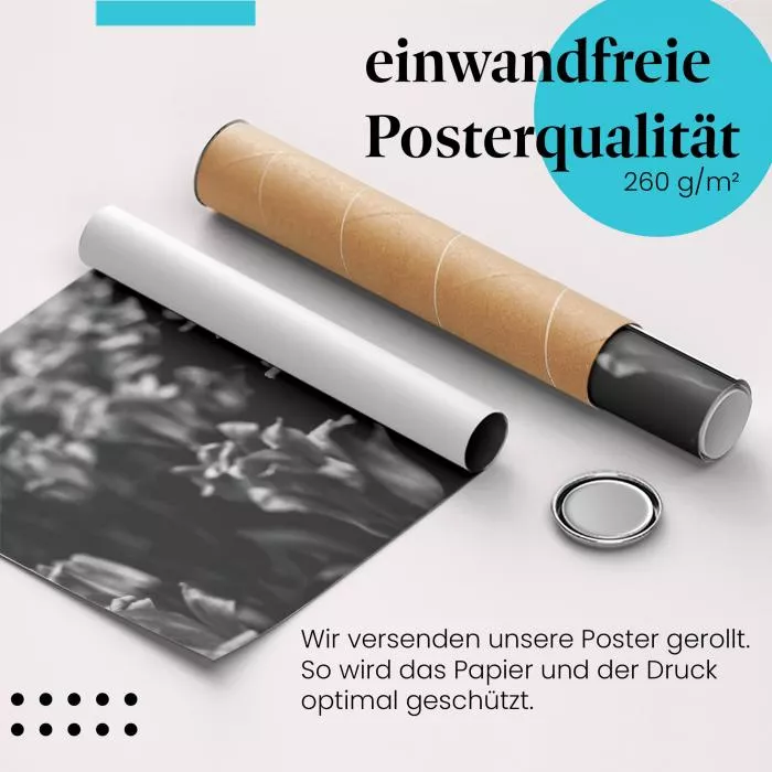 Tulpe in Schwarzweiß | Postereck 3427