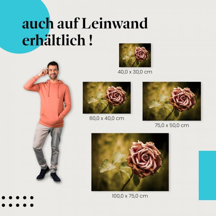 "Verwelkte Rose" Leinwandbild. Finde die ideale Größe für dein Zuhause & setze Akzente mit Kunst!