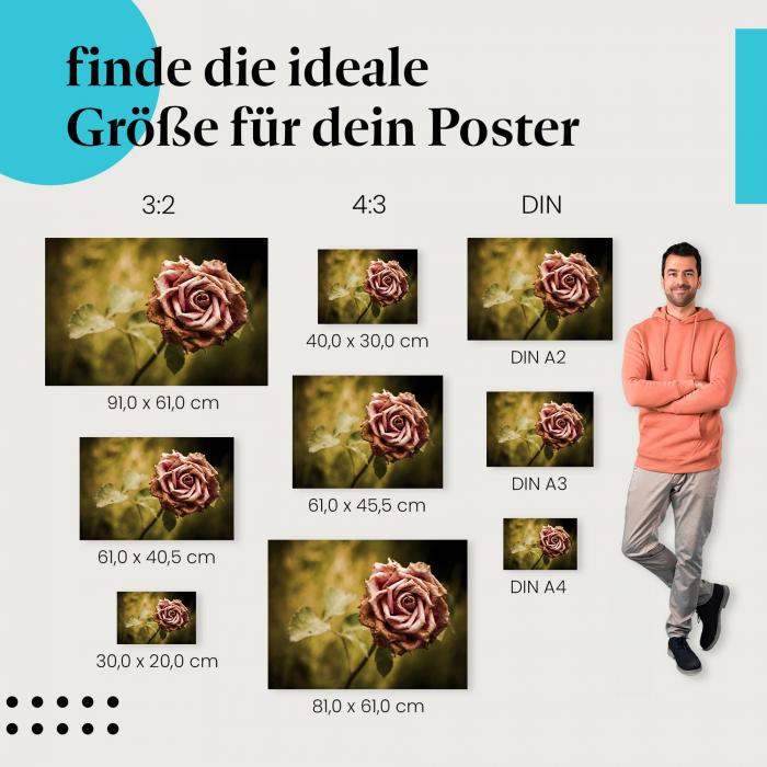 Verwelkte Rose Poster: Vergänglichkeit - verschiedene Größen!