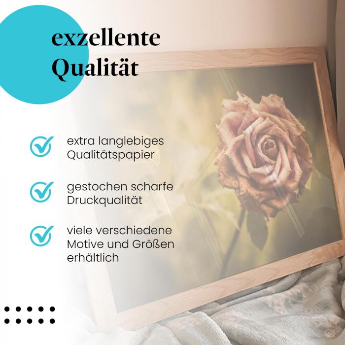 Gerahmtes Wandbild "Verwelkte Rose, Makro". Hochwertiger Druck, verschiedene Größen erhältlich.