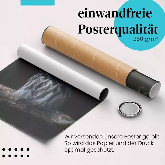 Waldohreule | Postereck 3628