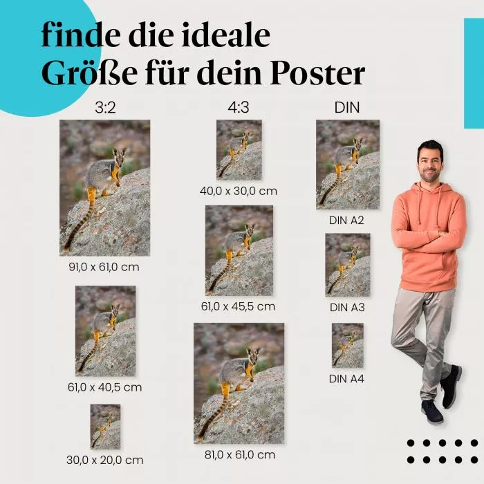 Felskänguru | Postereck 3665