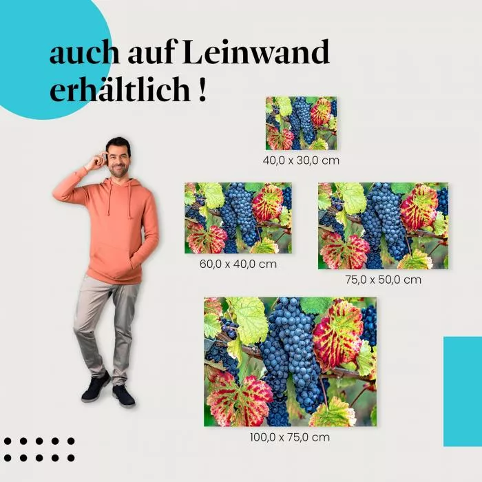 Blaue Trauben | Postereck 2740