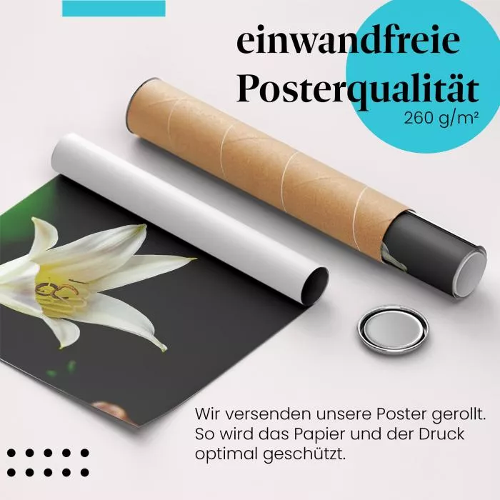 Weiße Lilie | Postereck 2581