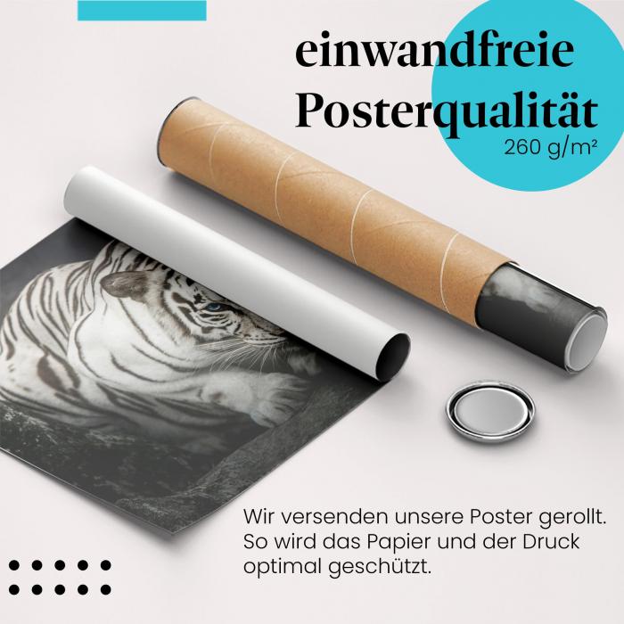 Gerolltes Poster "Weißer Tiger". Majestätisches Tier, sicher verpackt.