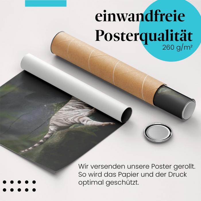 Preview: Ruhende Raubkatze | Postereck 2493