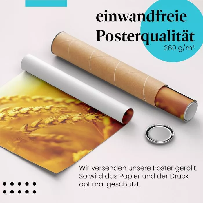 Goldene Weizenähren | Postereck 2093