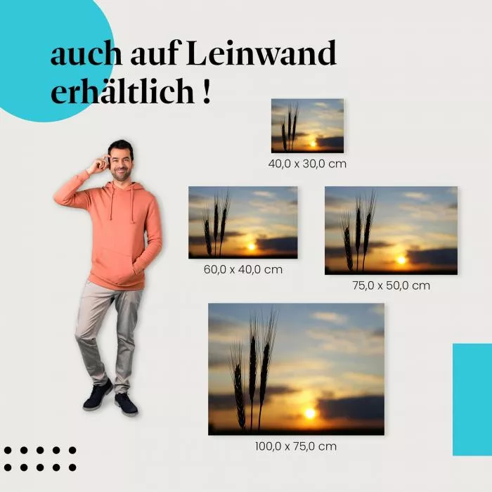 Weizenfeld: Sonnenuntergang & Ähren | Postereck 0771