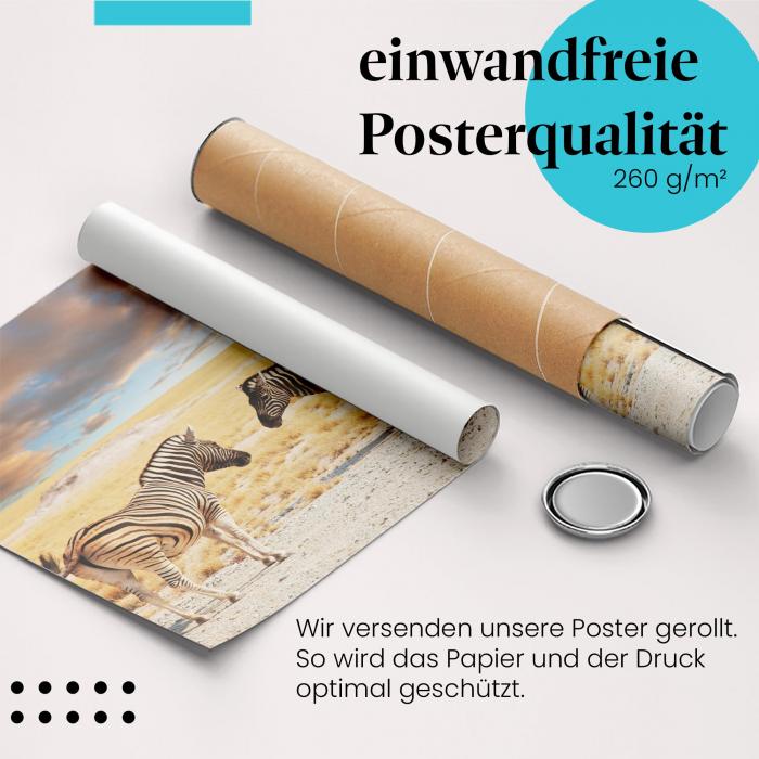 "Zebras": Gerolltes Poster, Savanne, Abendlicht.