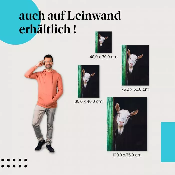 Neugierige Ziege | Postereck 3584