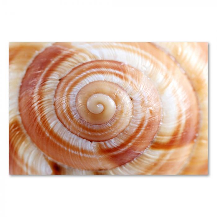 Preview: Spirale des Lebens: Schneckenhaus | Postereck 1229