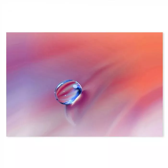 Wassertropfen auf Blütenblatt, rosa & blaue Töne, abstrakte Komposition.