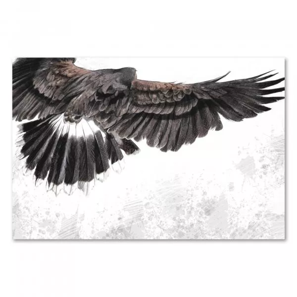 Zeichnung: Adler, ausgebreitete Flügel, perfekte Federn - Flug. Zeichnung: Adler, ausgebreitete Flügel, perfekte Federn - Flug.