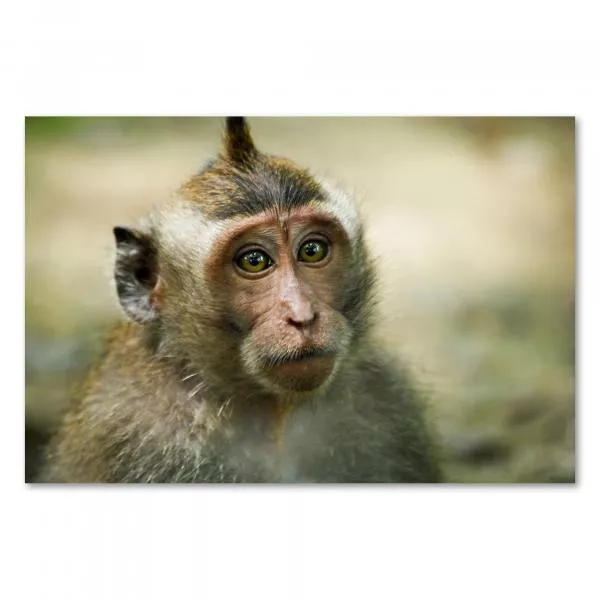 Nahaufnahme eines jungen Makaken mit großen braunen Augen und neugierigem Blick. Nahaufnahme eines jungen Makaken mit großen braunen Augen und neugierigem Blick.