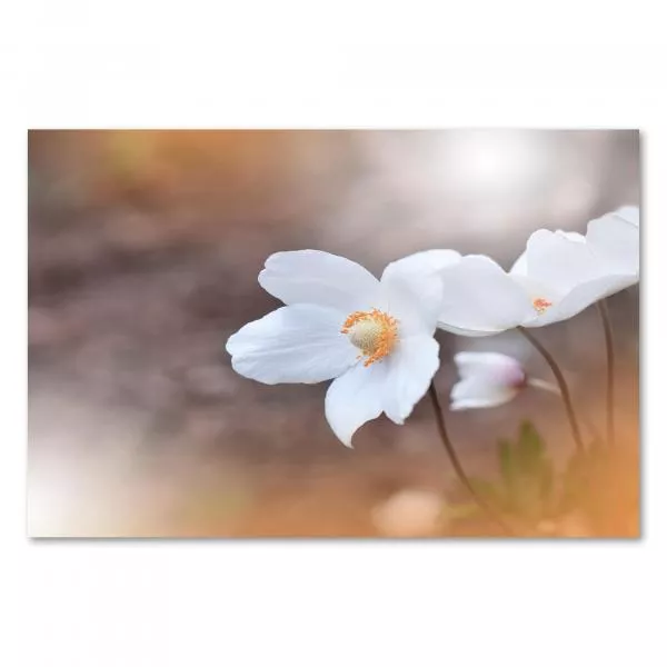 Drei weiße Anemonenblüten, gelbe Staubgefäße, verschwommener Hintergrund. Drei weiße Anemonenblüten, gelbe Staubgefäße, verschwommener Hintergrund.