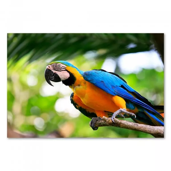 Blau-gelber Ara auf Ast, Dschungel, aufmerksamer Blick, farbenfrohes Federkleid. Blau-gelber Ara auf Ast, Dschungel, aufmerksamer Blick, farbenfrohes Federkleid.