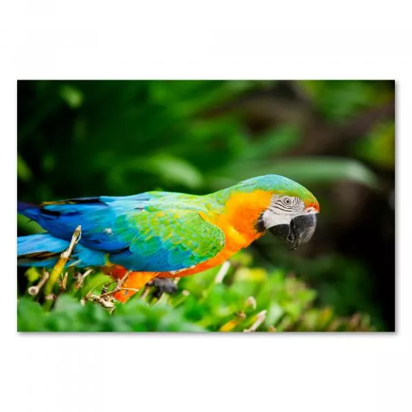 Bunter Ara (blau, grün, orange) sitzt im grünen Dickicht des Dschungels. Bunter Ara (blau, grün, orange) sitzt im grünen Dickicht des Dschungels.