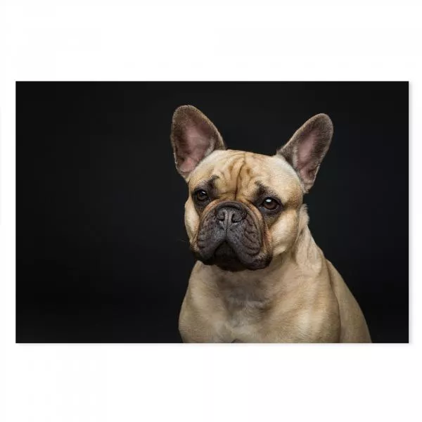 Französischer Bulldoggenwelpe, helles Fell, schwarzer Hintergrund, aufmerksam. Französischer Bulldoggenwelpe, helles Fell, schwarzer Hintergrund, aufmerksam.