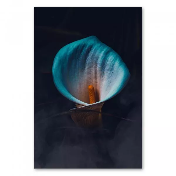 Türkisfarbene Calla-Blüte im Nebel, Kontrast zwischen Farbe & Hintergrund. Türkisfarbene Calla-Blüte im Nebel, Kontrast zwischen Farbe & Hintergrund.
