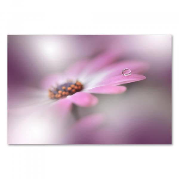 Makroaufnahme: Rosa Blume, Wassertropfen auf Blütenblatt, traumhafte Atmosphäre.