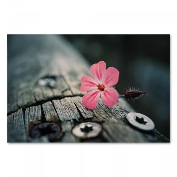 Zarte, rosa Blume auf verwittertem Holzbalken - Schönheit an ungewöhnlichem Ort. Zarte, rosa Blume auf verwittertem Holzbalken - Schönheit an ungewöhnlichem Ort.