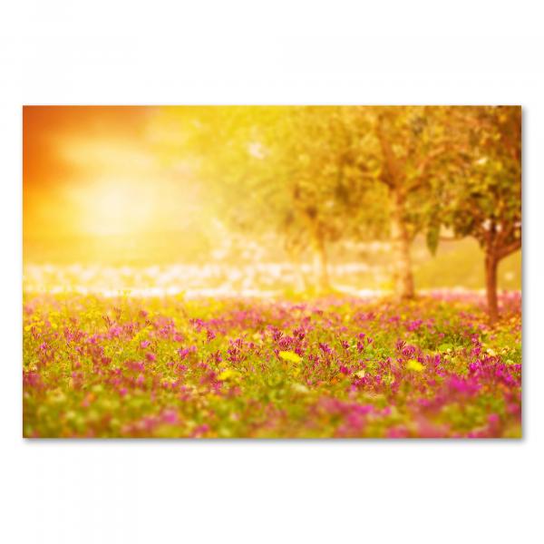 Lila Blumen auf einer Wiese im warmen Licht der Abendsonne – eine idyllische Abendstimmung.