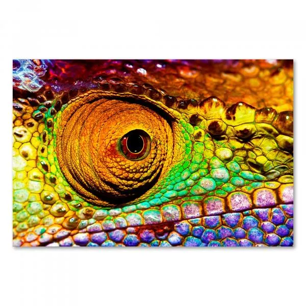 Die schillernden Farben eines Chamäleons in Nahaufnahme, sein Auge sticht mit seiner besonderen Form hervor. Die schillernden Farben eines Chamäleons in Nahaufnahme, sein Auge sticht mit seiner besonderen Form hervor.